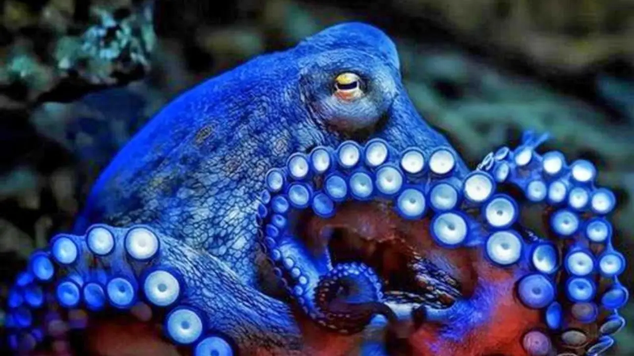 PULPO