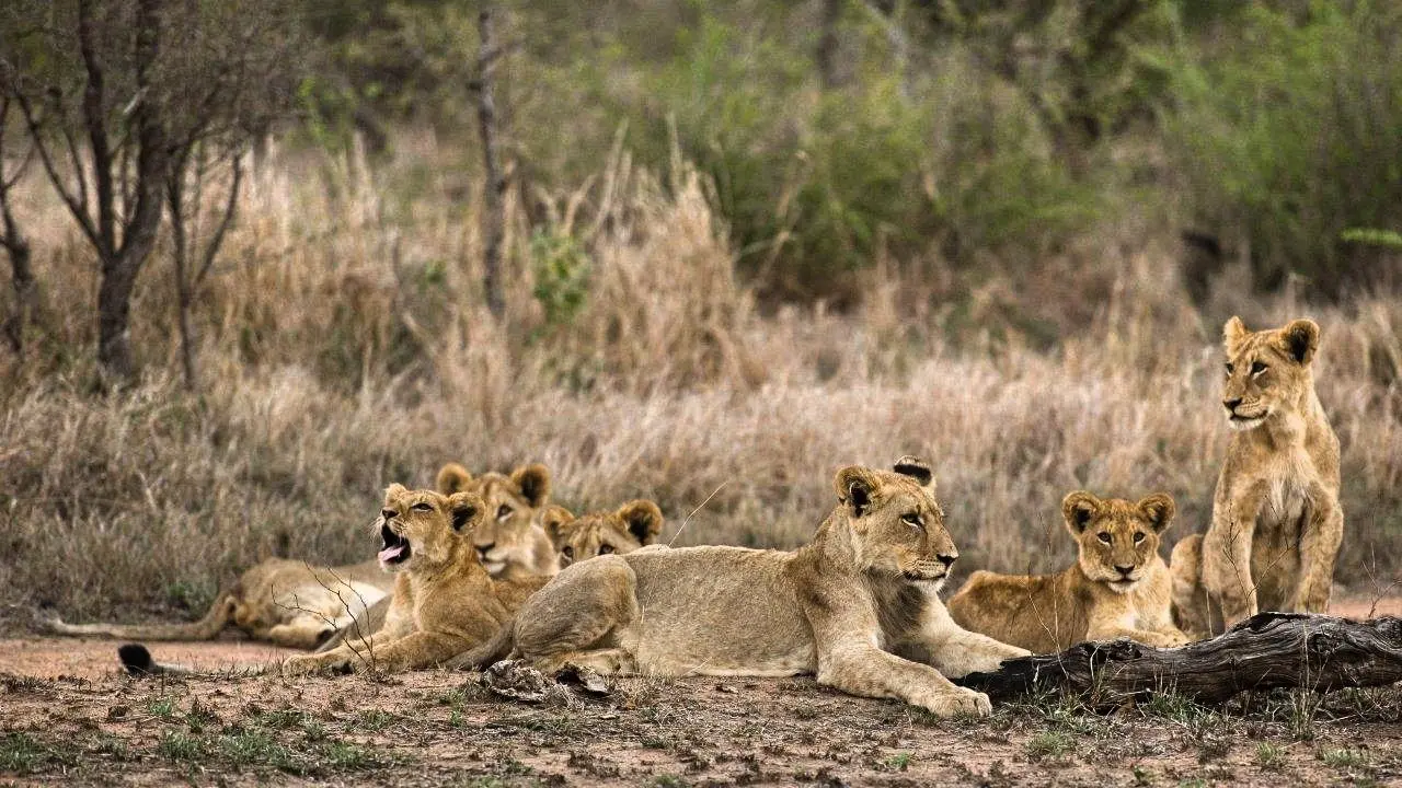leones_africanos__2__Fotor