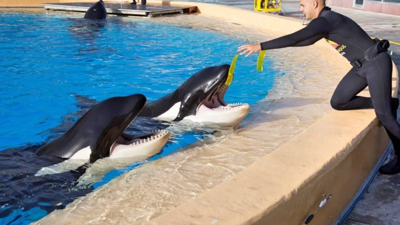 LORO PARQUE __2__16_Fotor