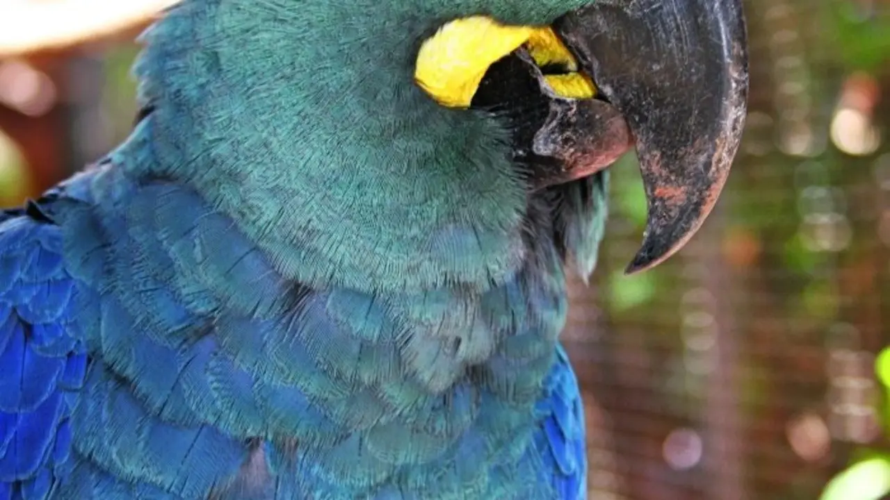 guacamayo de Lear Loro Parque