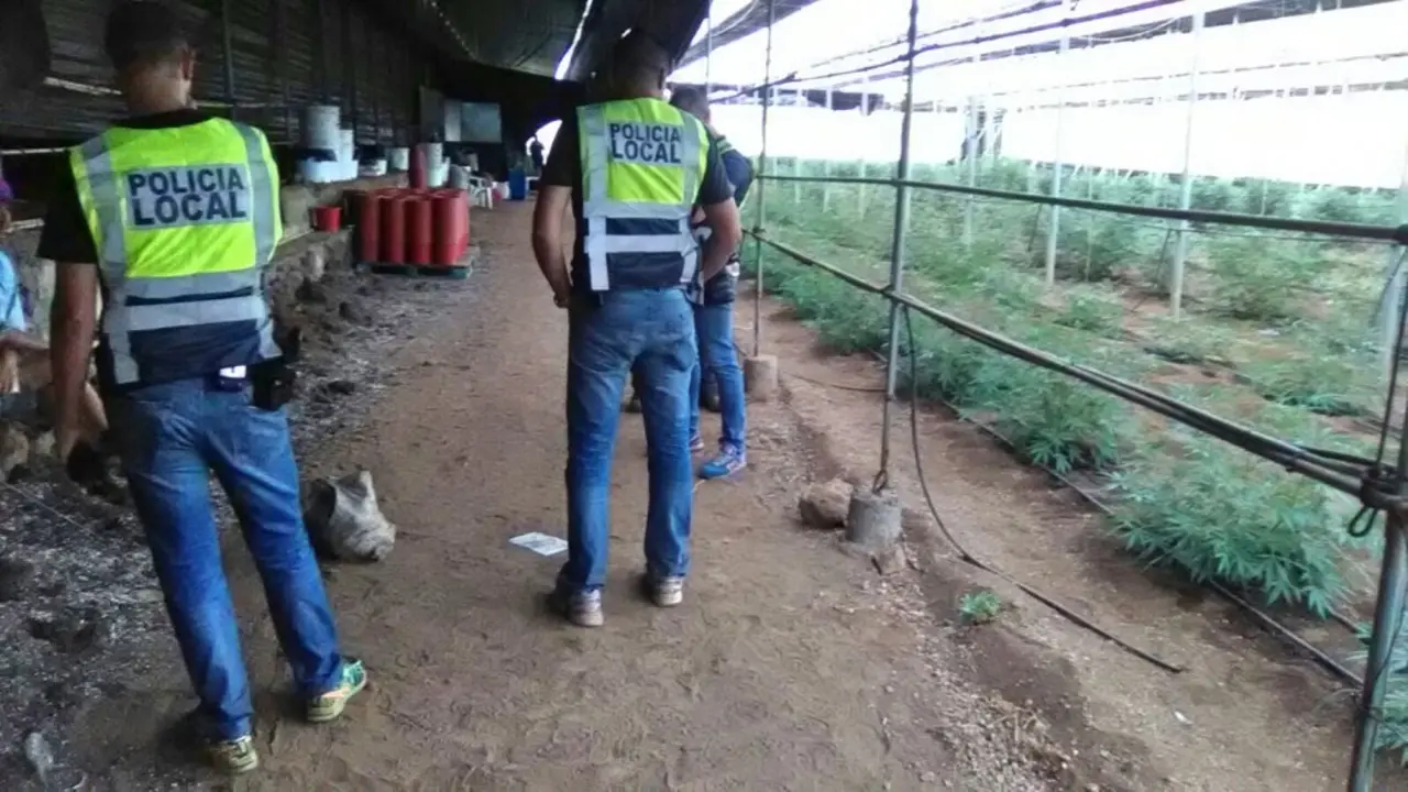 PLANTACI&Oacute;N DE MARIHUANA EN GU&Iacute;A DE ISORA