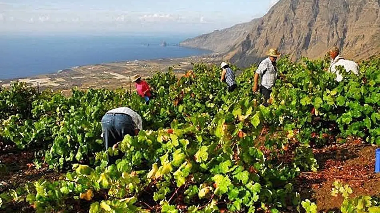 Vendimia en La Frontera_Fotor