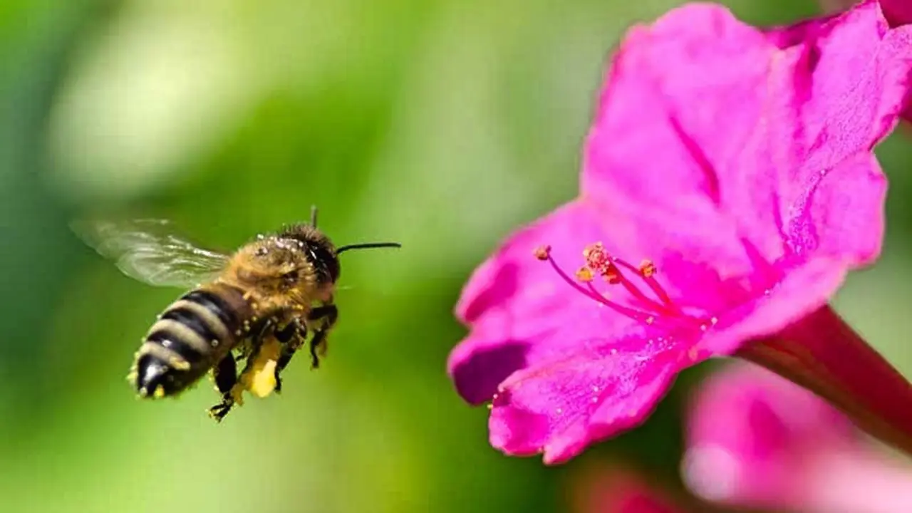 abeja1_Fotor