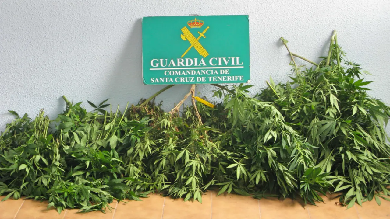 MARIHUANA 13_Fotor