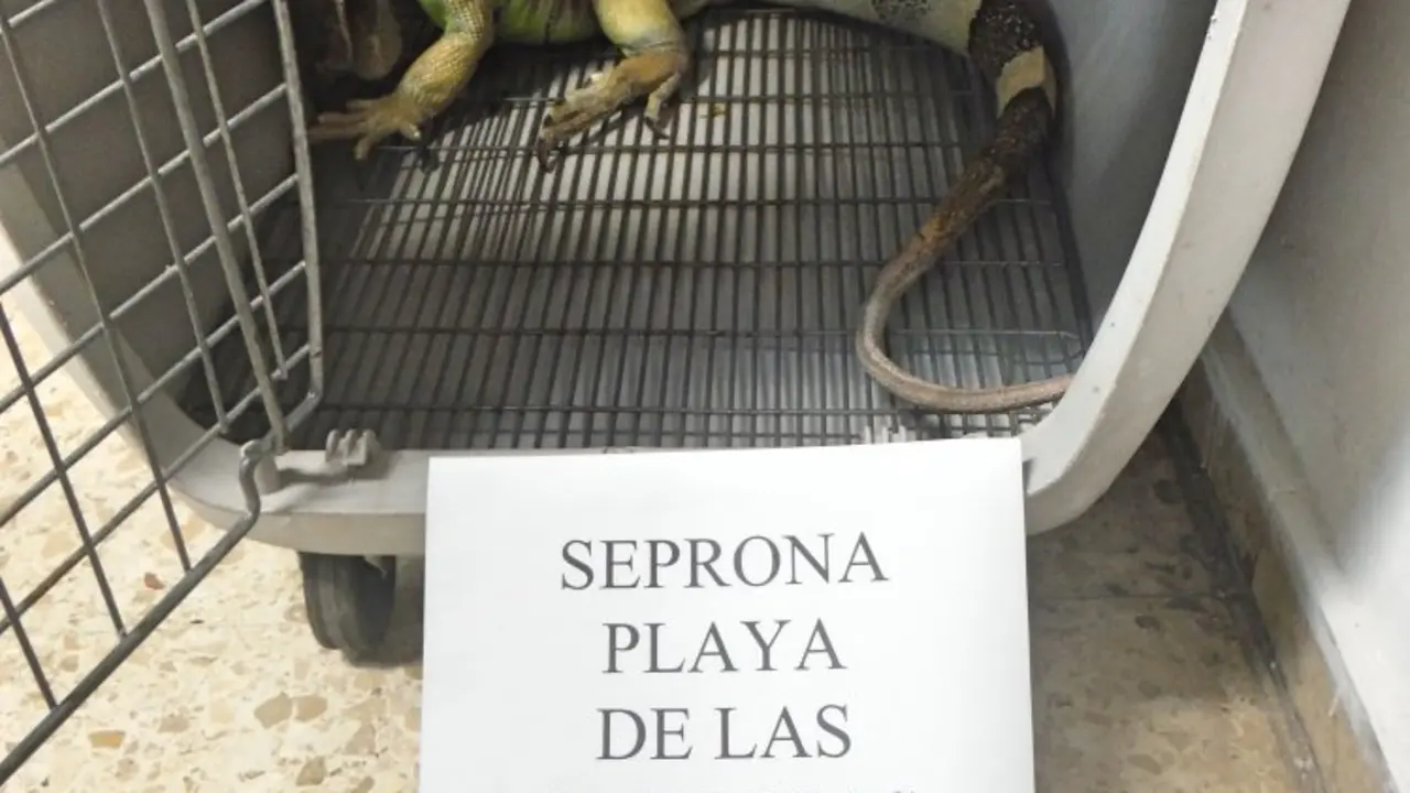 IGUANA VERDE