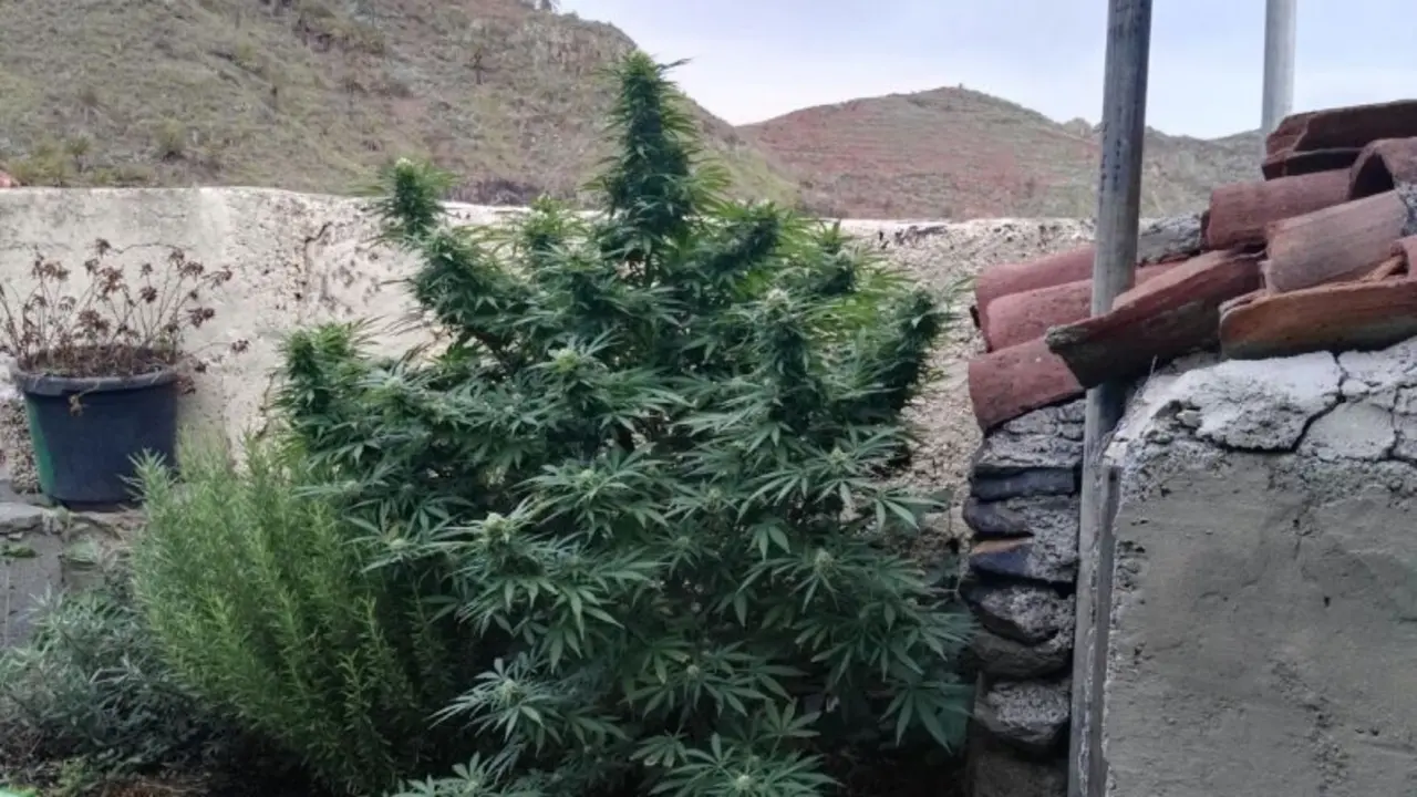 MARIHUANA WA0003_Fotor