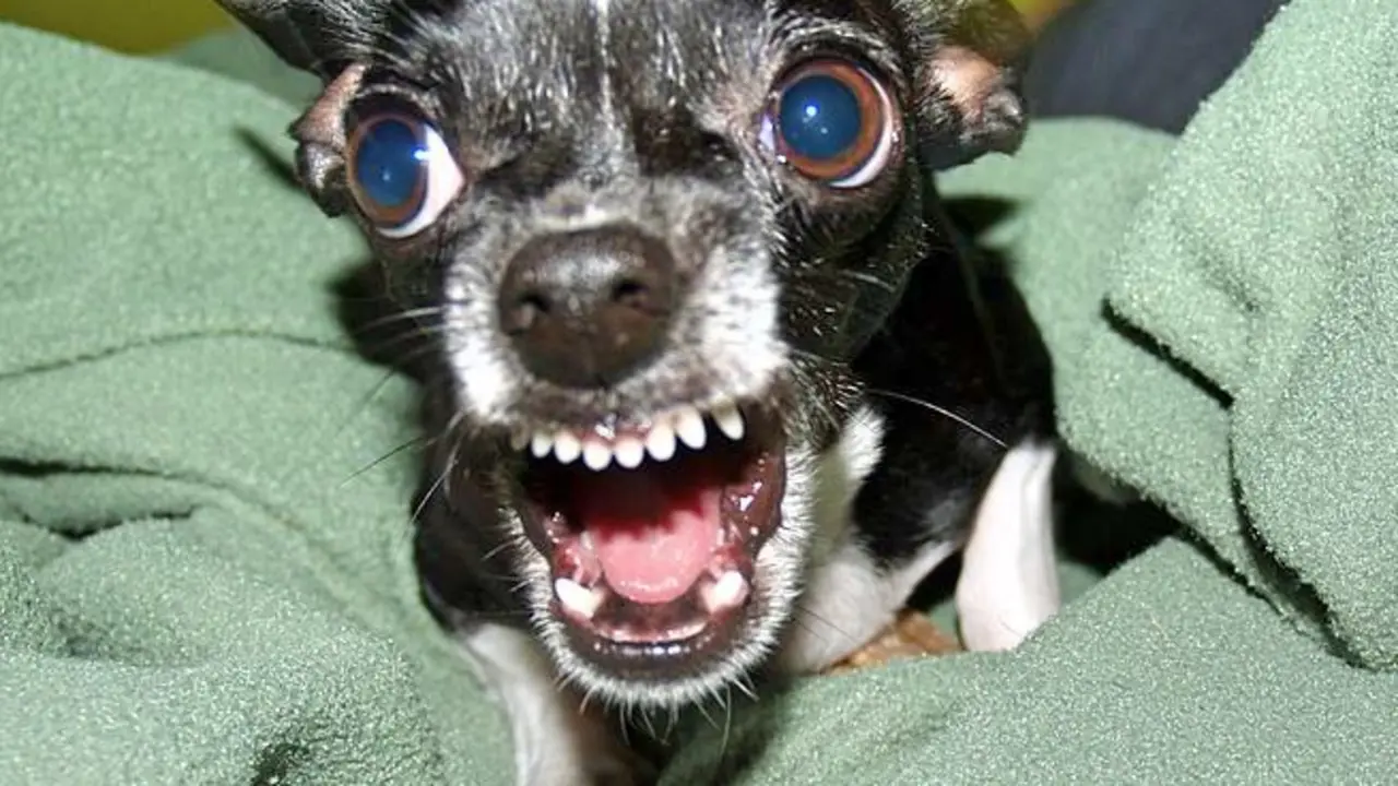 655px-Killer_Chihuahua_Fotor