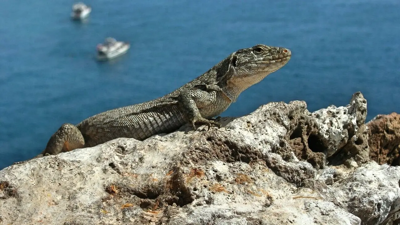 Lagarto-3_Fotor