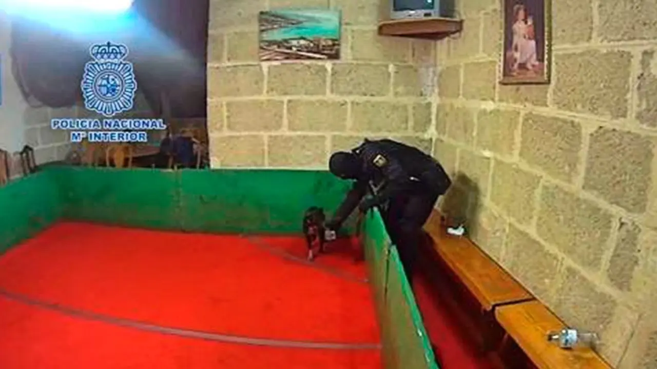 PELEAS-PERROS-G&Uuml;&Iacute;MAR-afot_Fotor