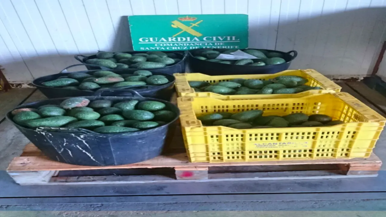 AGUACATES ROBADOS GUARDIA CIVILFotor
