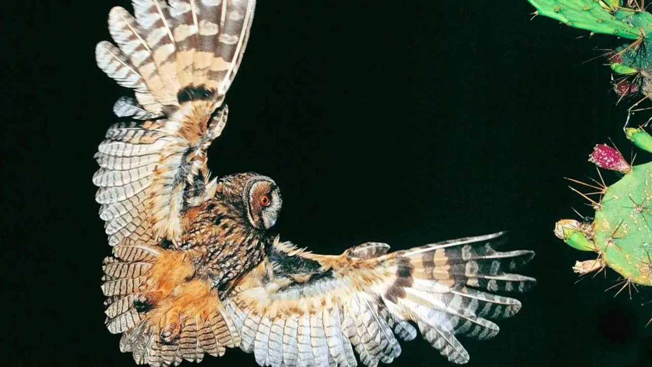 rapaces 187