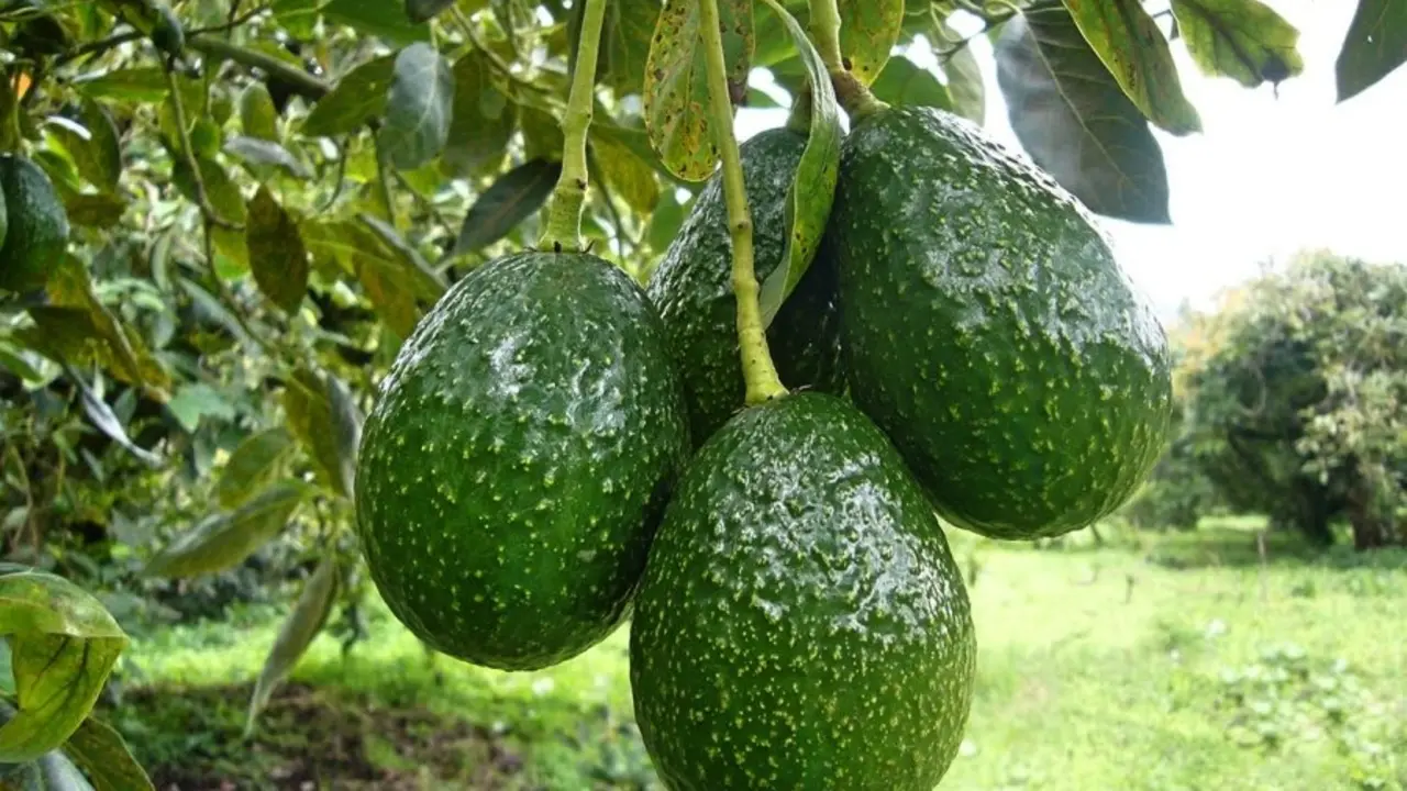 AGUACATE
