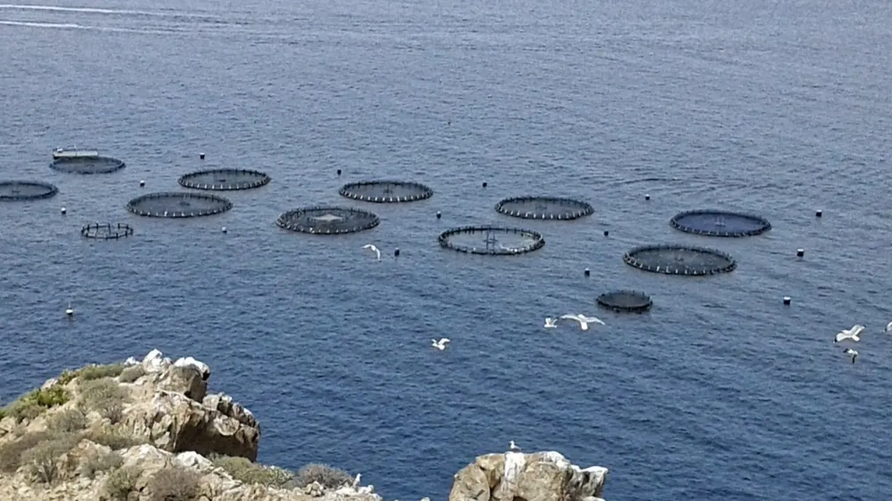 Jaulas flotantes par la acuicultura en Tenerife Sur. Foto Esteban P&eacute;rez