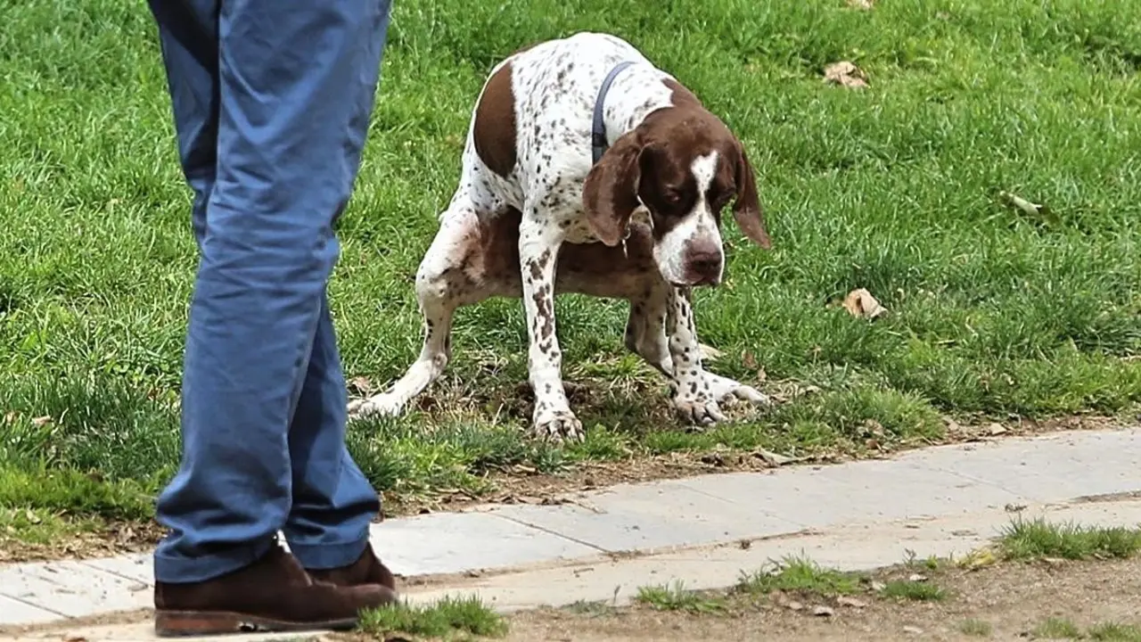 BARCELONA14 03 2016 Sociedad Perros defecando en el parque del CCCB   FOTO de RICARD CUGAT