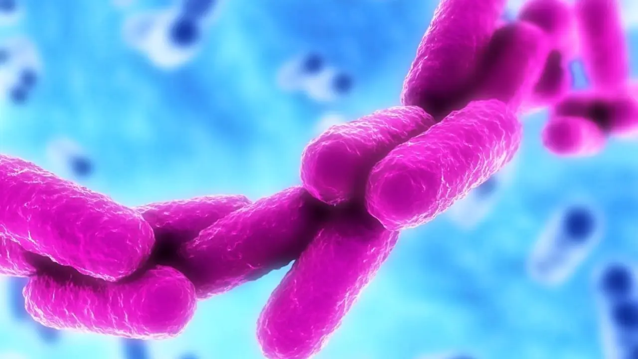 Klebsiella pneumoniae OXA 48