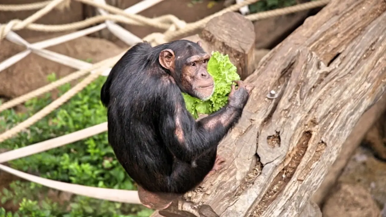Loro Parque introduce nuevos frutos tropicales a sus cultivos ecol&oacute;gicos (5)_Fotor