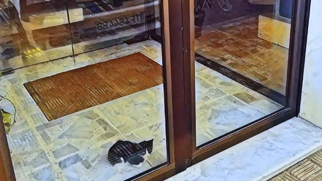 GATO ENCERRADO