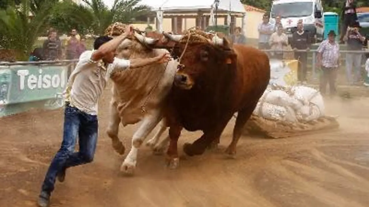 Ganado 10530 Arrastre