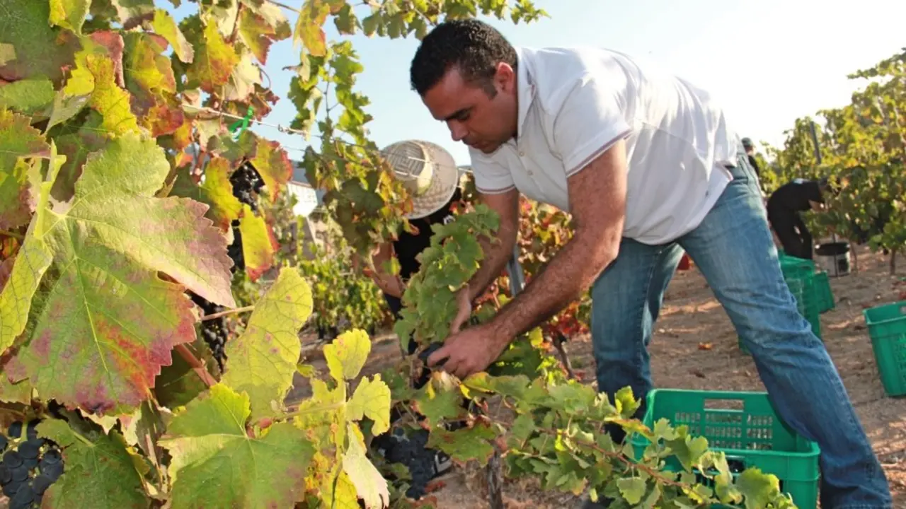 AGRICULTURA VI&Ntilde;AS UVAS 032_Fotor
