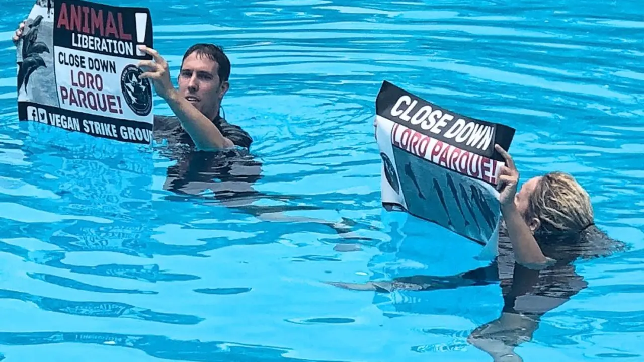 Activistas radicales ponen en peligro a los delfines de Loro Parque (1)_Fotor