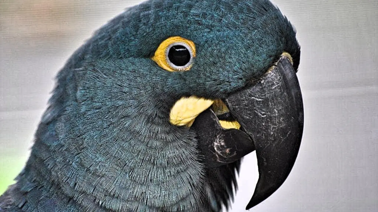 Loro Parque Fundaci&oacute;n traslada 6 loros en peligro de extinci&oacute;n para su reinserci&oacute;n en su medio natural (3)_Fotor