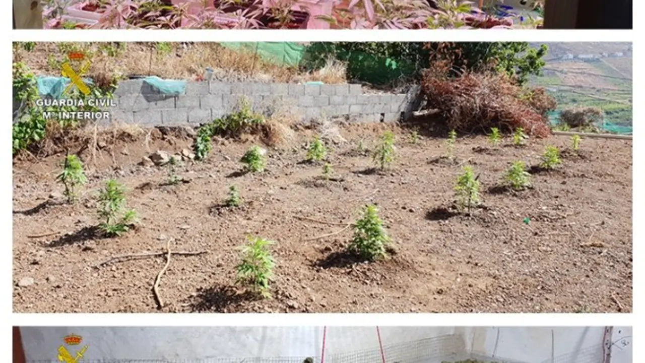 MARIHUANA EL HIERRO GUARDIA CIVIL _Fotor