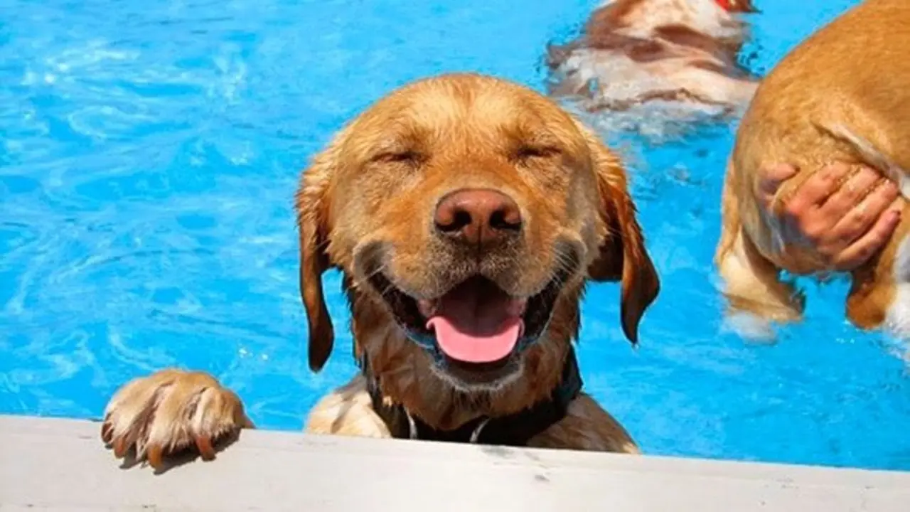 perro-en-piscina_Fotor