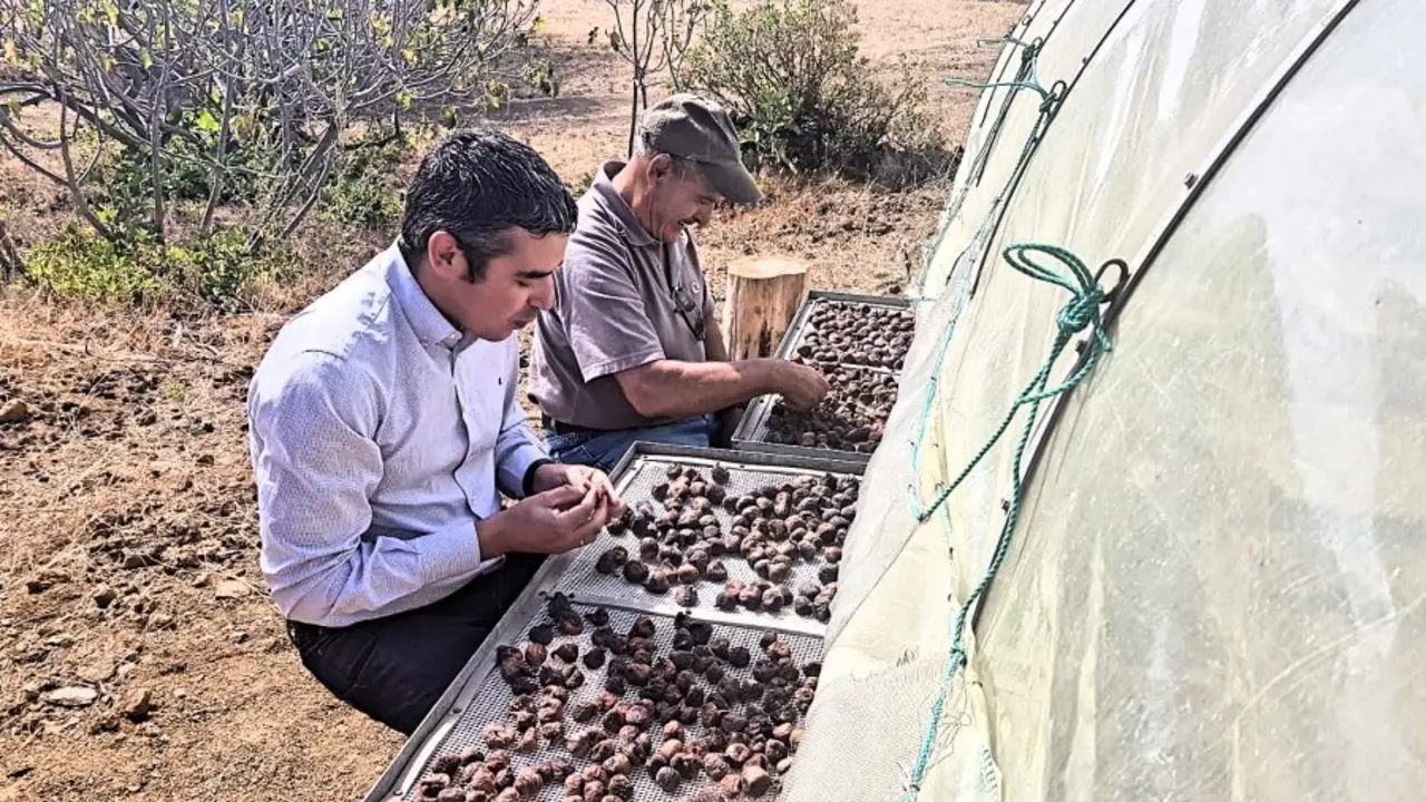 HIERRO DECADEROS DE HIGOS 2018-09-28 at 13_Fotor