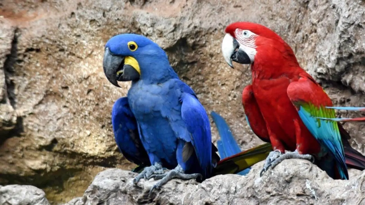 Loro Versele-Laga and Loro Parque Fundaci&oacute;n enhance cooperation (1)_Fotor