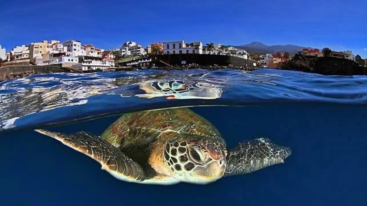 Tortuga montse5--644x362_Fotor