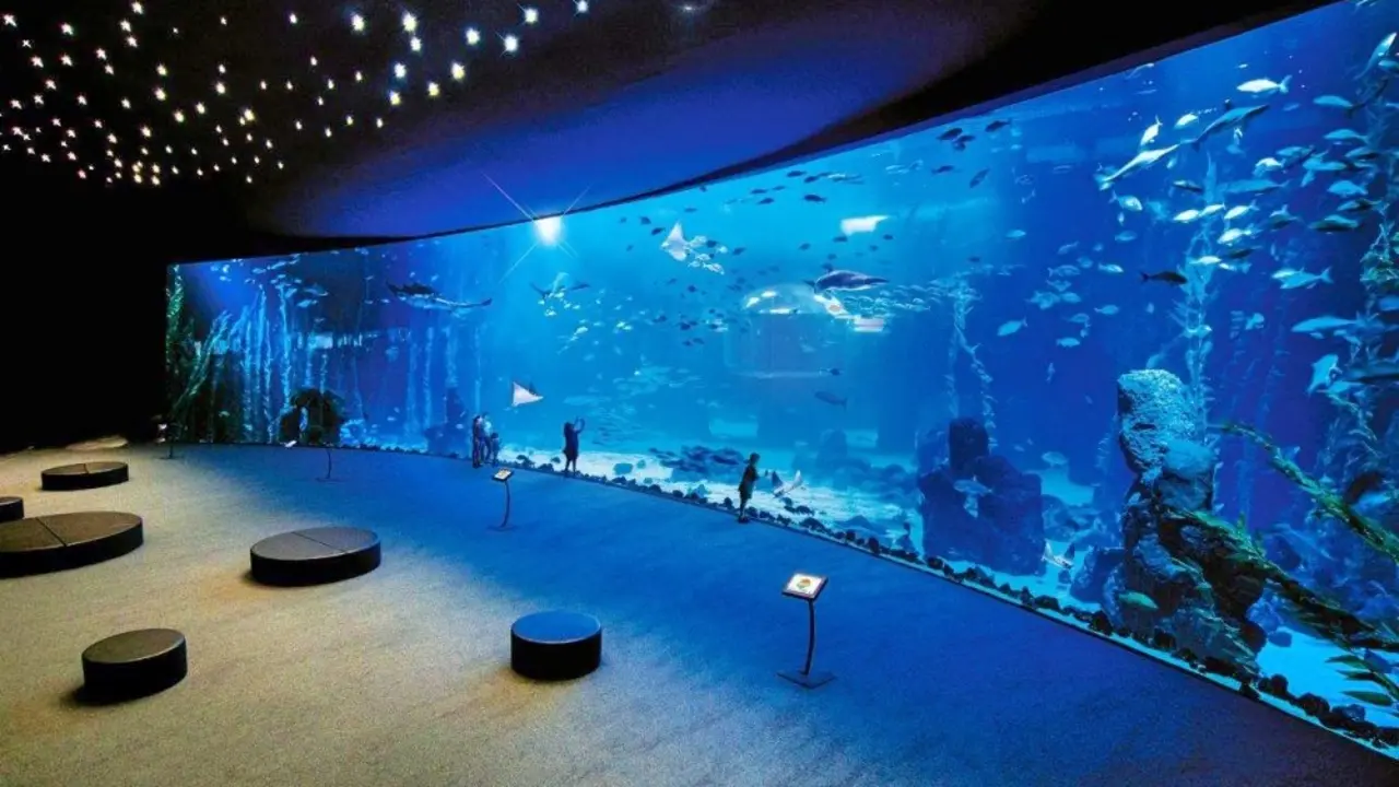 Un a&ntilde;o de Poema del Mar, el gran acuario de Las Palmas de Gran Canaria (1)_Fotor