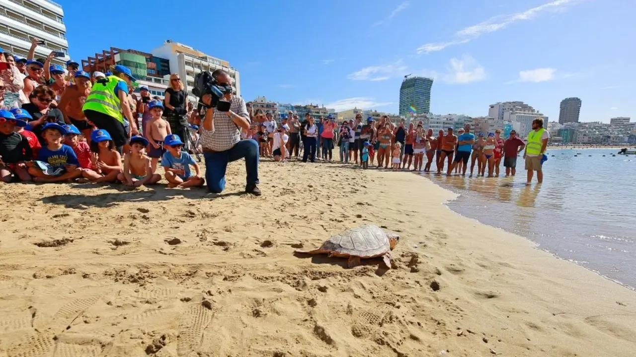 Poema del Mar devuelve una tortuga al oc&eacute;ano en la playa de Las Canteras (1)_Fotor