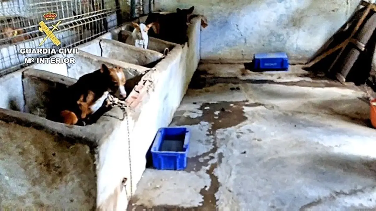 2019-02-08_Balance_Maltrato_animal_03_Fotor