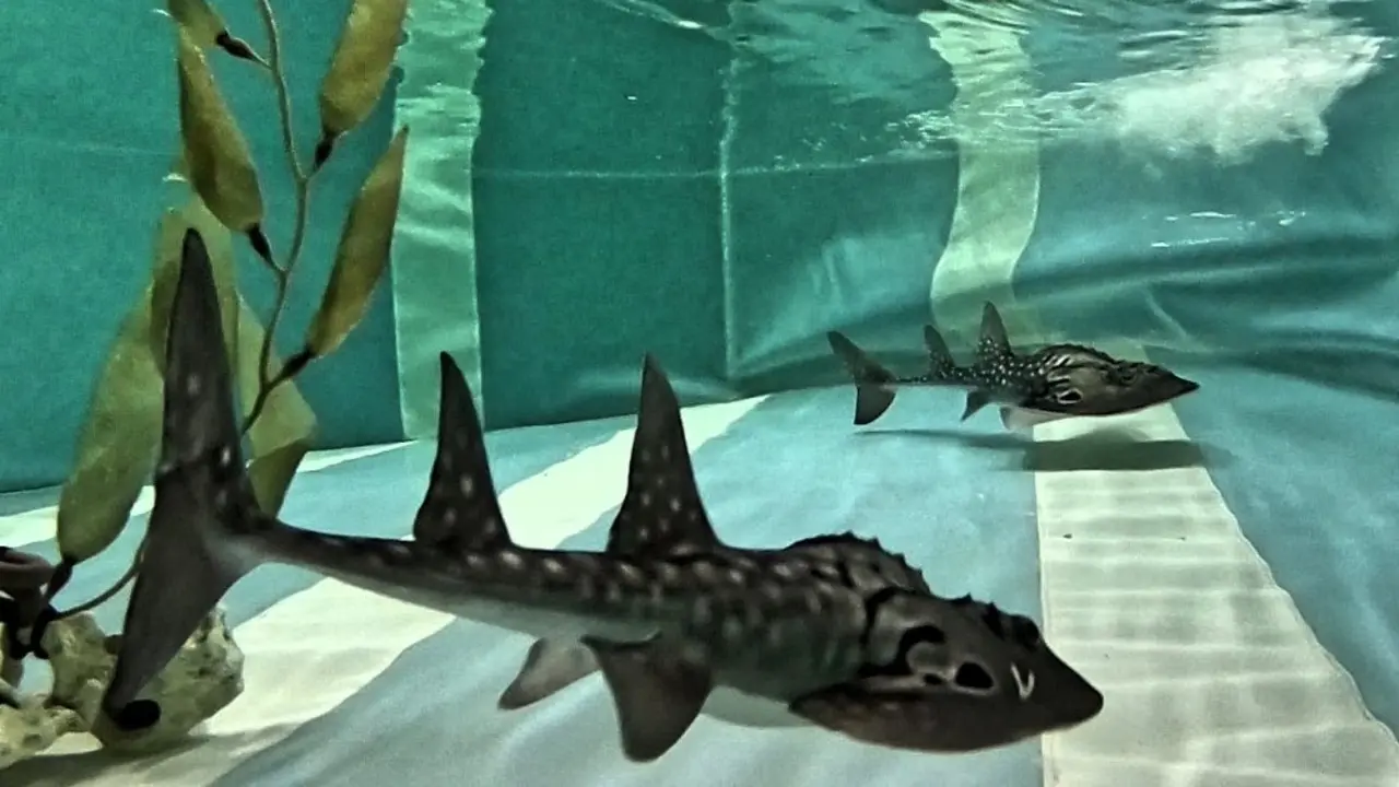 Loro Parque exhibe tiburones Rhina ancylostoma (3)_Fotor