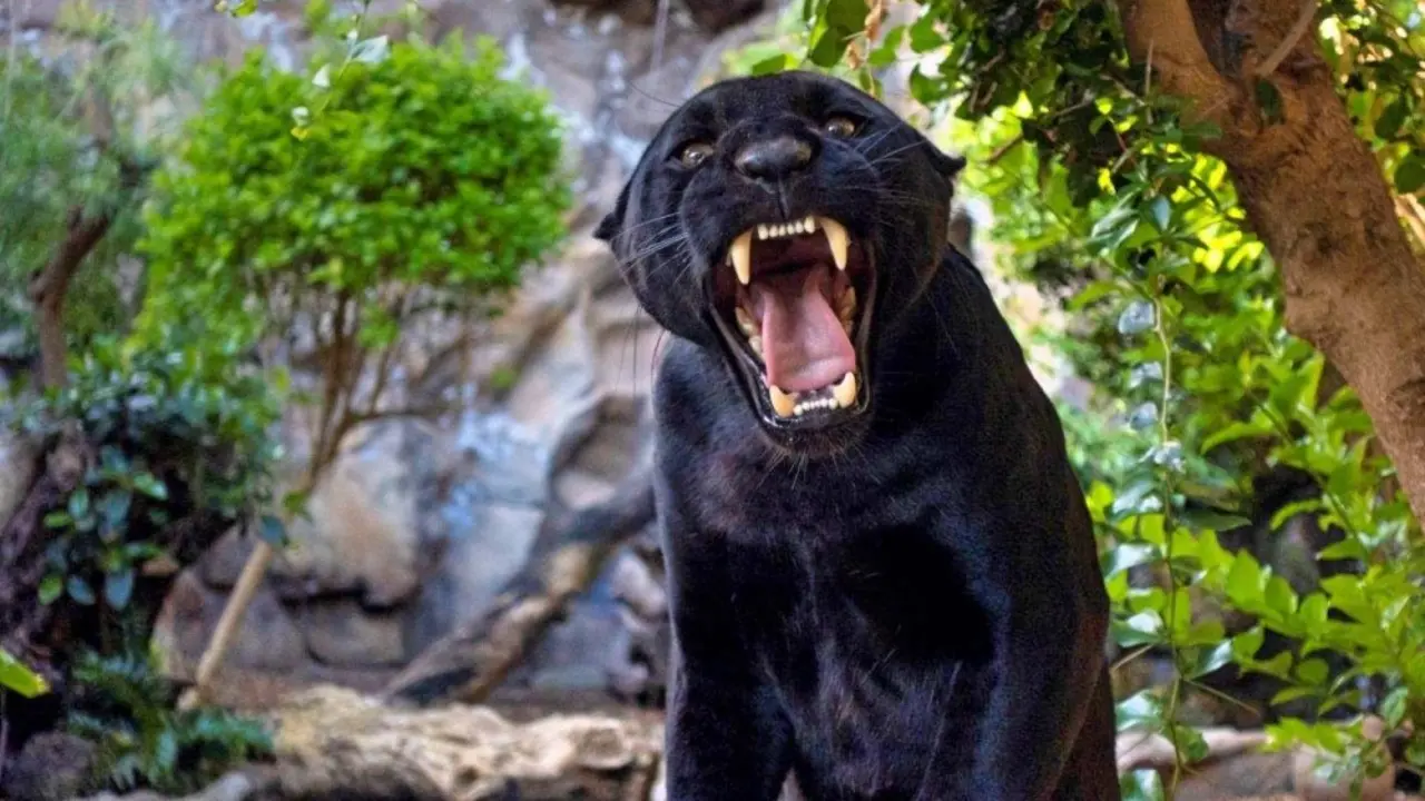 Loro Parque da la Pantera Negra nuevo jaguar (1)_Fotor