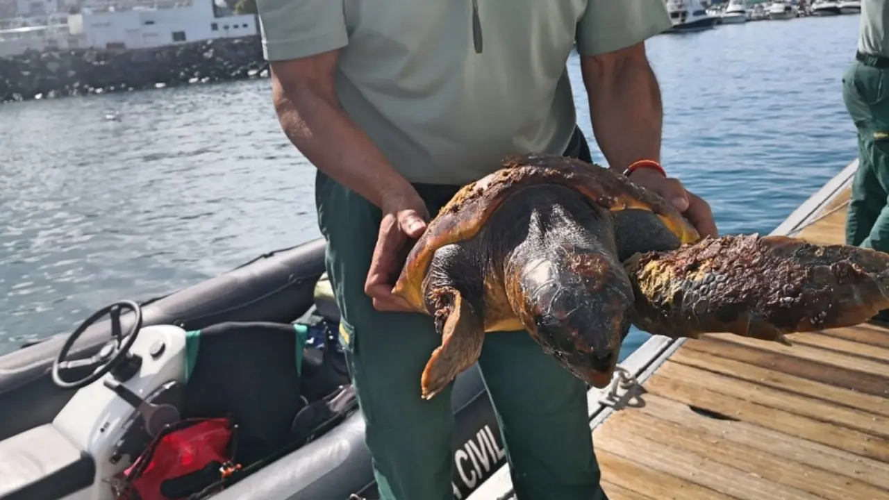 Tortuga Boba rescatada Guardia Civil 1_Fotor