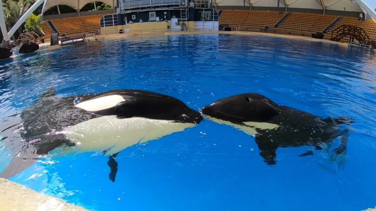 Loro Parque orca Morgan Fotor