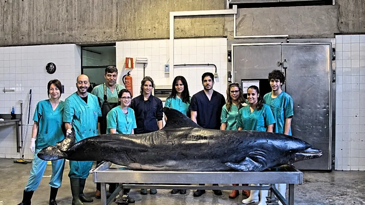 CETACEOS VETERINARIOS -635-1024x768_Fotor