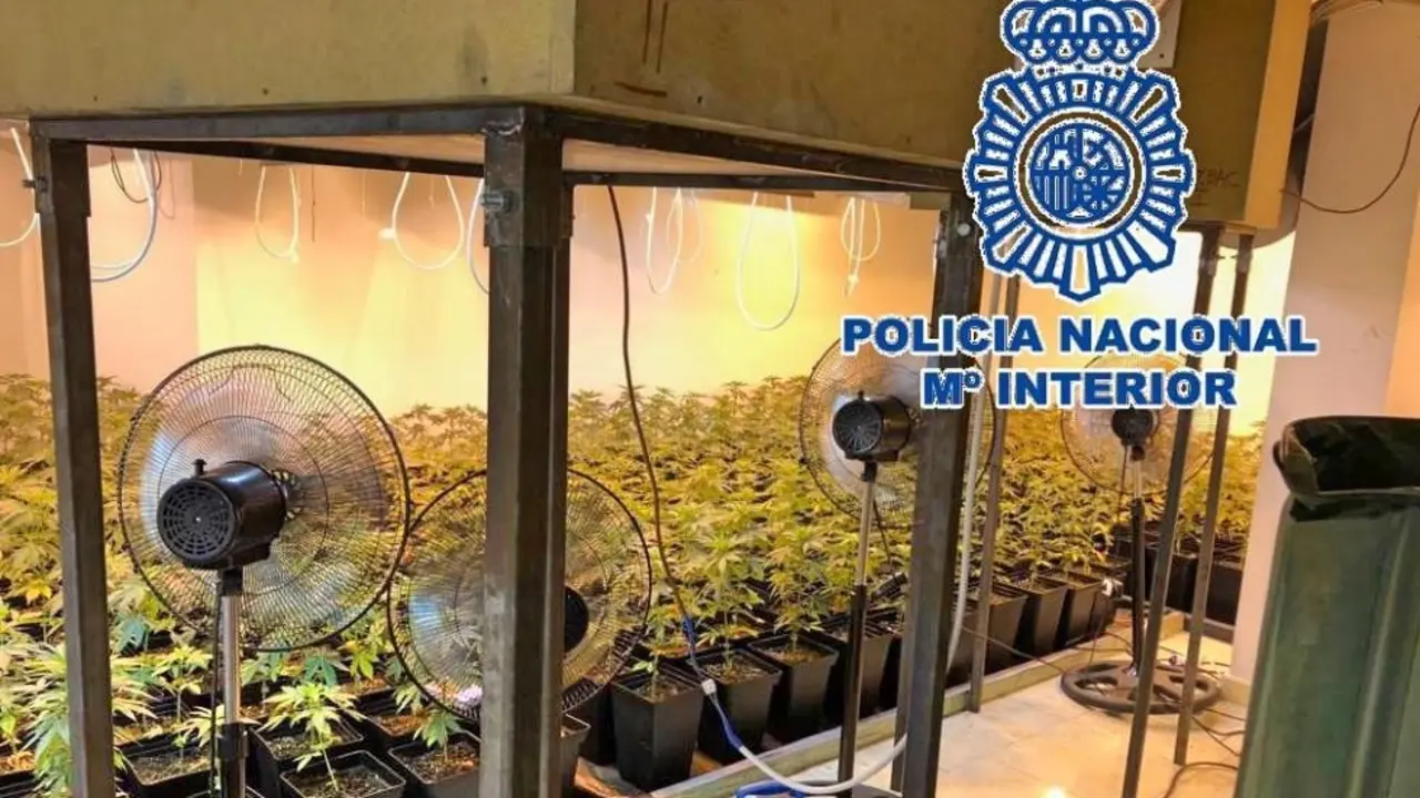 Marihuana Polic&iacute;a Nacional _Fotor