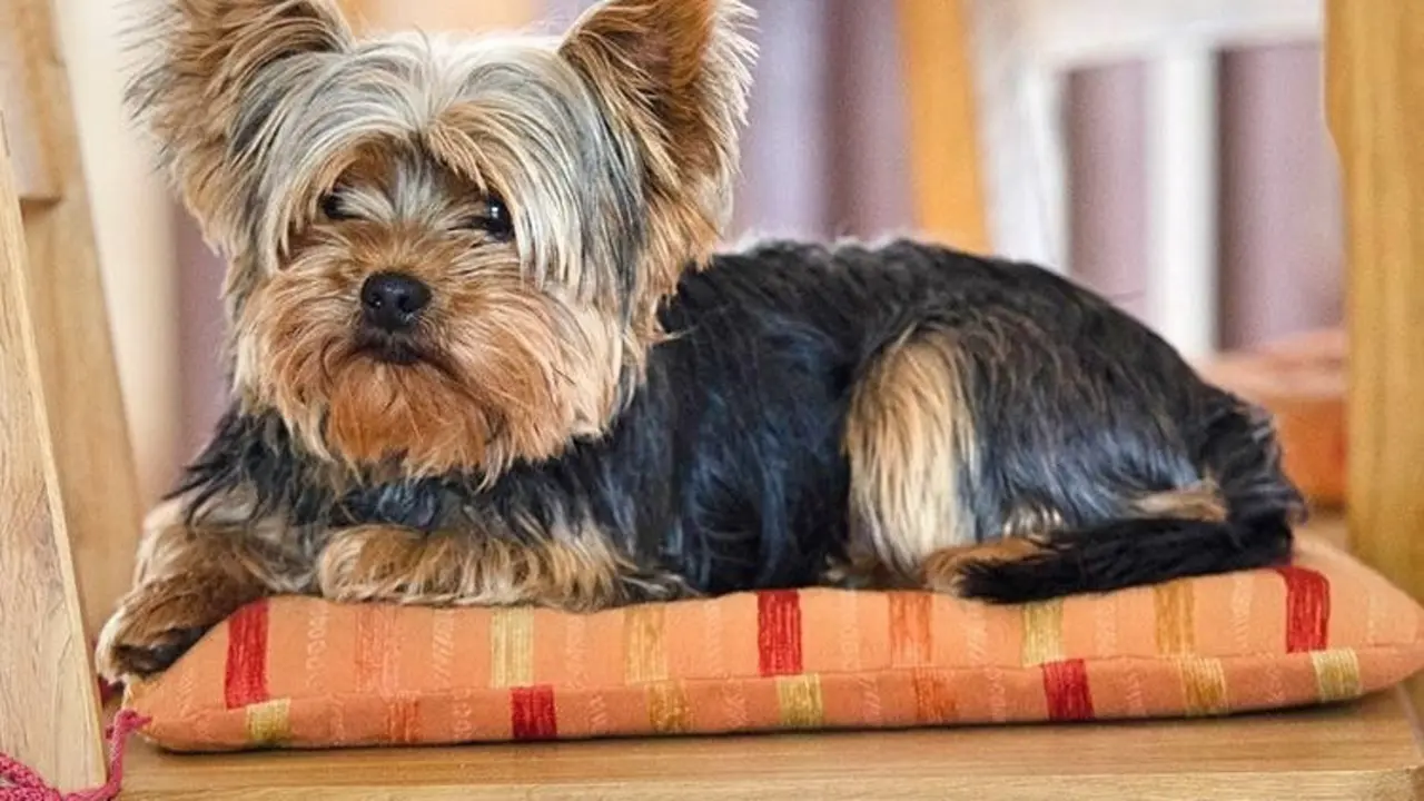 Perro yorkie-yorki_Fotor