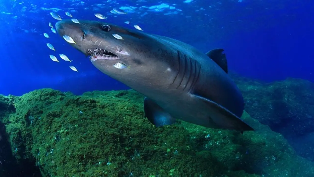 tibur&oacute;n de la especie Odontaspis ferox, com&uacute;nmente denominados Tibur&oacute;n Solrayo Fotor