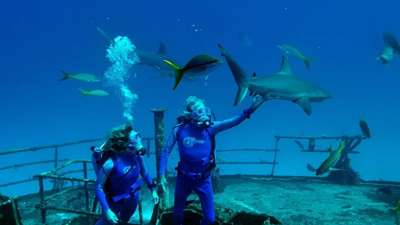 wreck diverssharks Murph Bhms 172s_Fotor