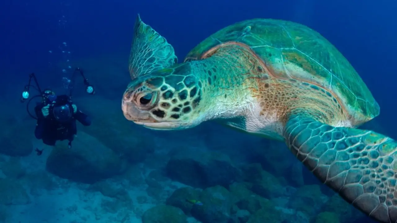Tortuga buzo bajoelmar_Fotor