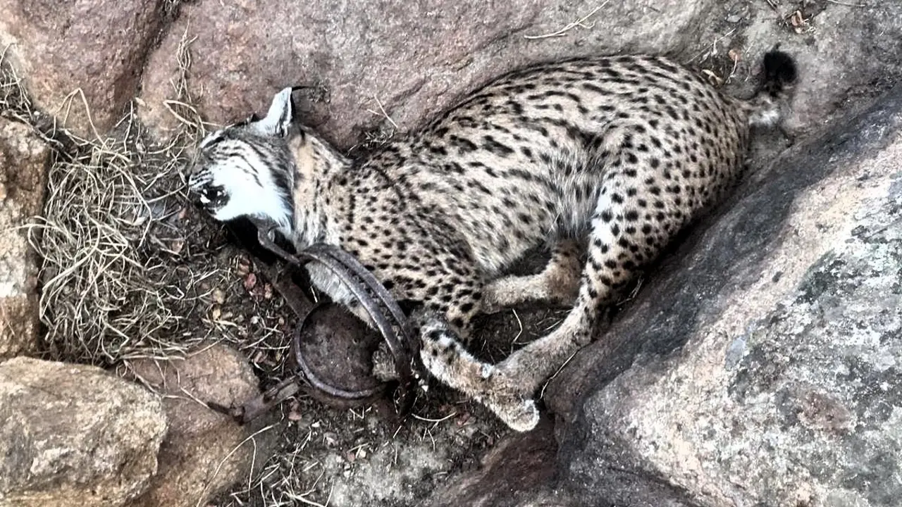 lince-en-cepo_toledo_sept2019_Fotor