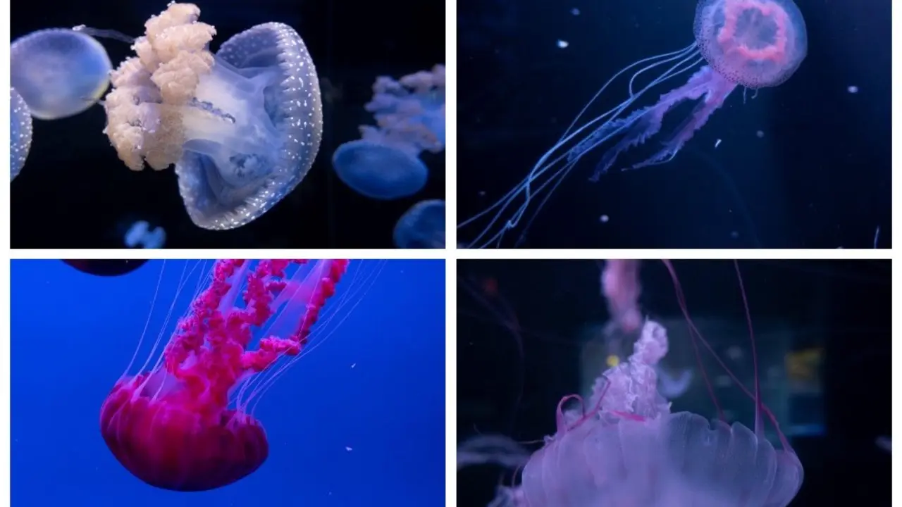 Medusas Loro Parque _Fotor