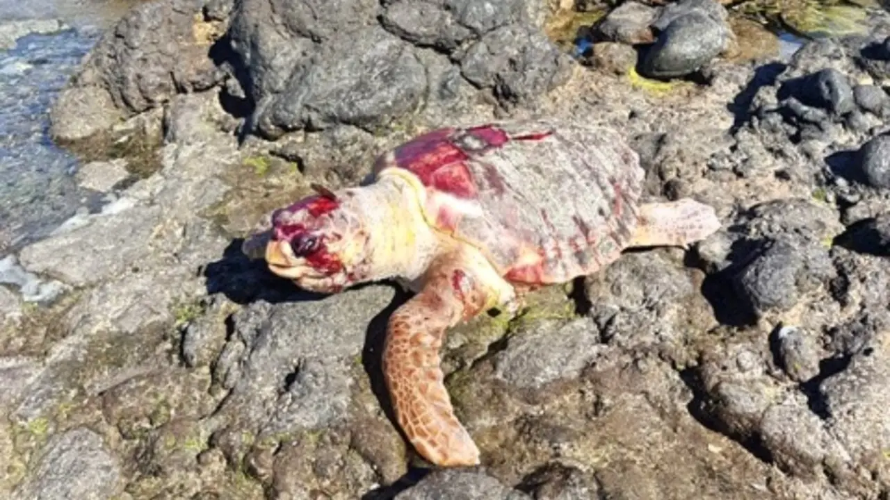 20191218 tortuga (6)_Fotor