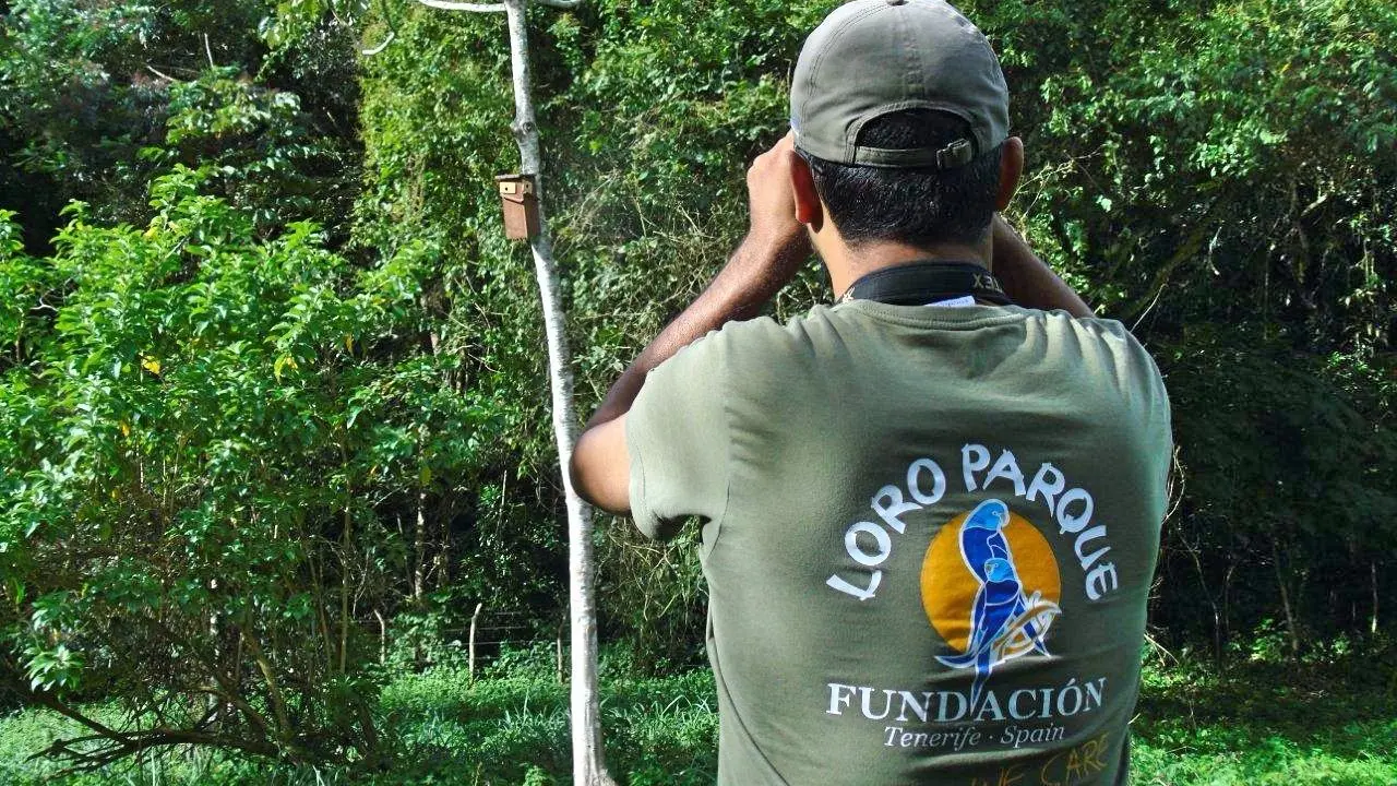 Loro Parque Fundaci&oacute;n salva a 10 especies de loros de su total extinci&oacute;n en la naturaleza (4)_Fotor