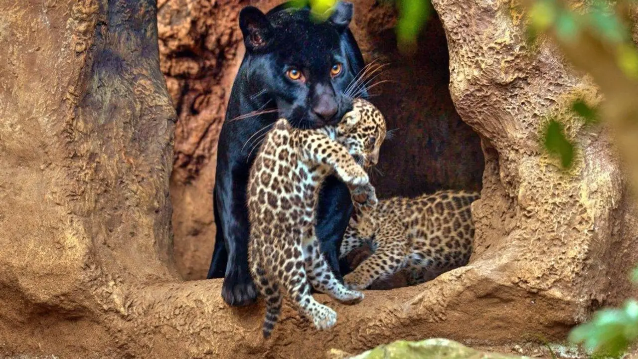 Loro Parque celebra el nacimiento de los mellizos de jaguar (1)_Fotor