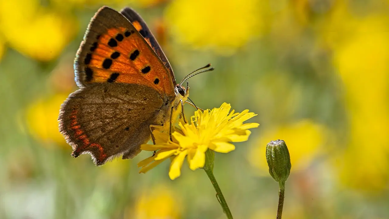Mariposa Lycaena Phlaeas-Manuel Arechavaleta_Fotor