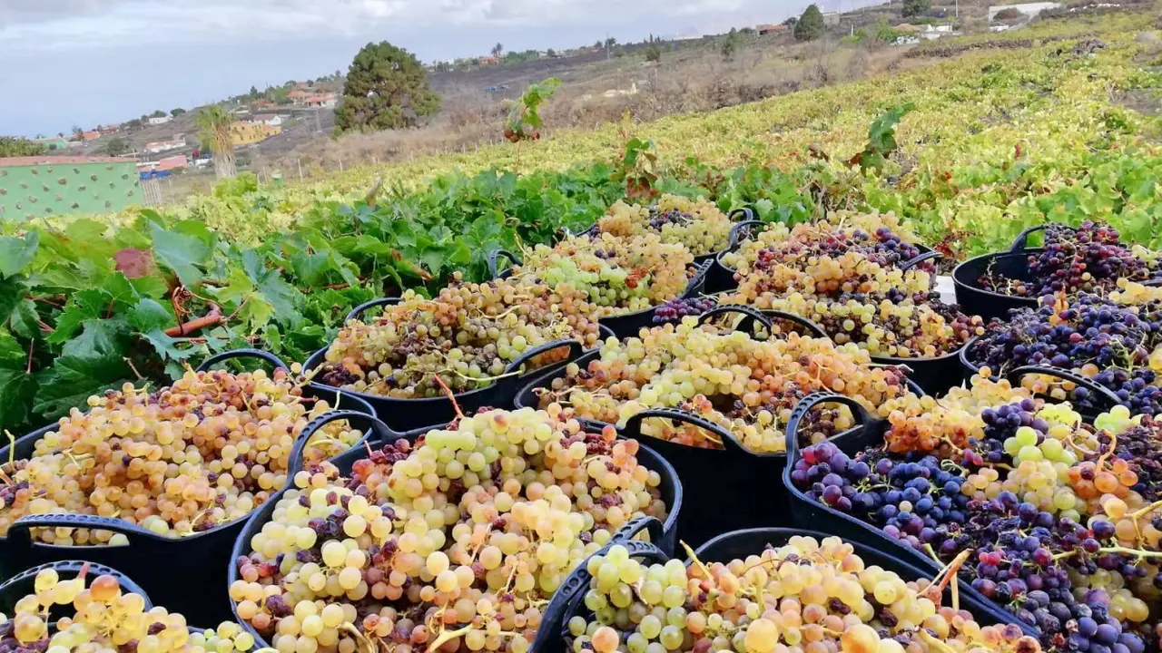 vendimia Uva vi&ntilde;edos viticultura bodegas _la_palma_01_Fotor